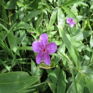 アサマフウロの花
