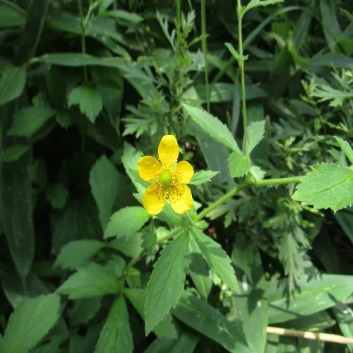 オオダイコンソウの花