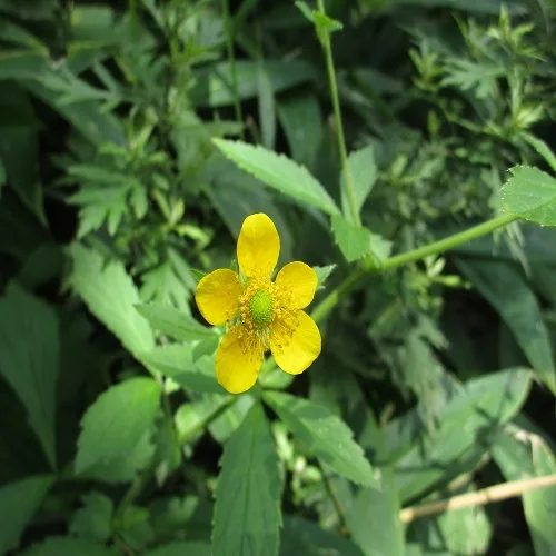 オオダイコンソウの花