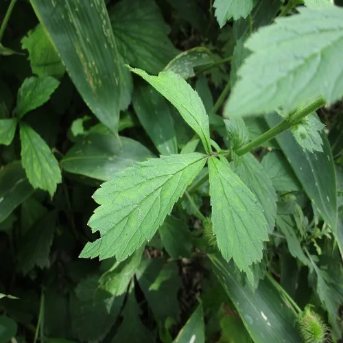 オオダイコンソウの葉