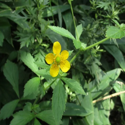 オオダイコンソウの花