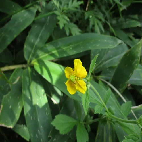 オオダイコンソウの花