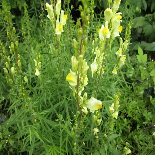 ホソバウンランの花