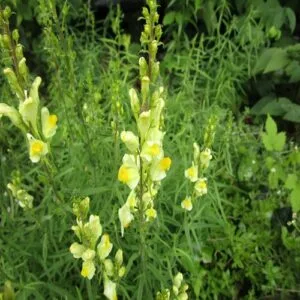 ホソバウンランの花