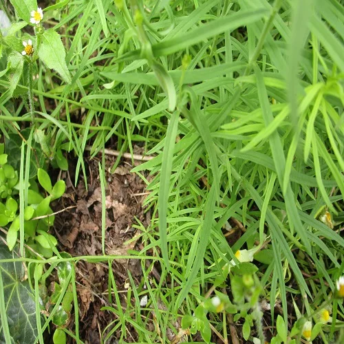 ホソバウンランの葉