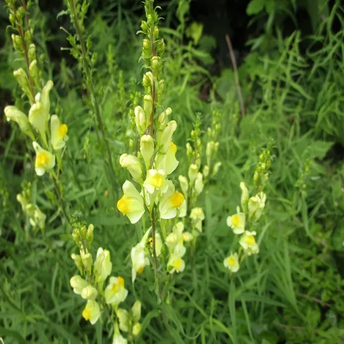 ホソバウンランの花