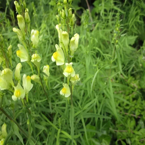ホソバウンランの花