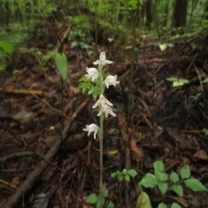 ミヤマウズラの花