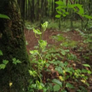 ジンバイソウの花