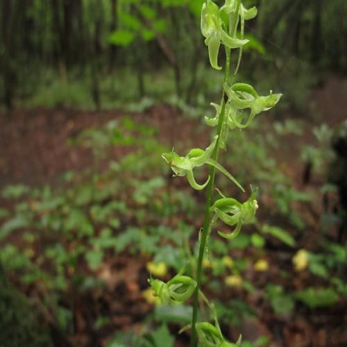 ジンバイソウの花