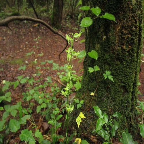 ジンバイソウの花