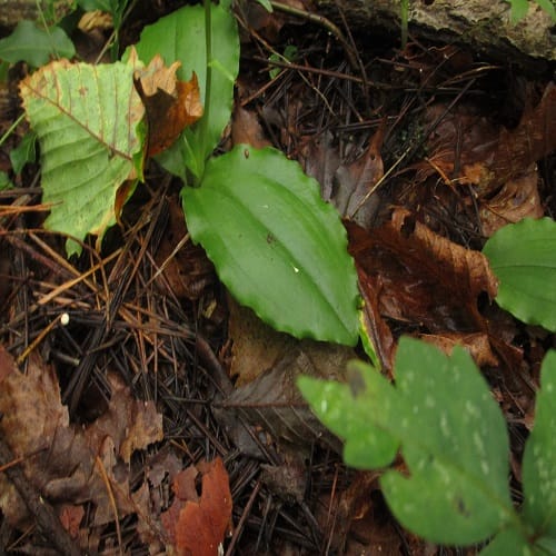 ジンバイソウの葉