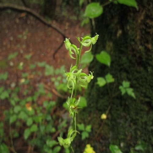 ジンバイソウの花