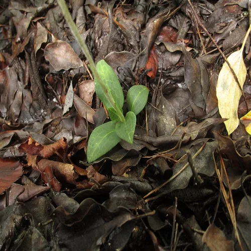 ミヤマウズラの葉