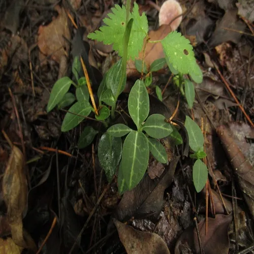 ヒメミヤマウズラの葉