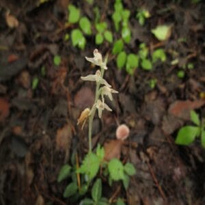 ヒメミヤマウズラの花