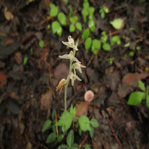 ヒメミヤマウズラ