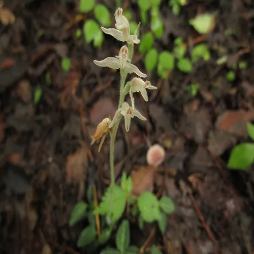 ヒメミヤマウズラの花
