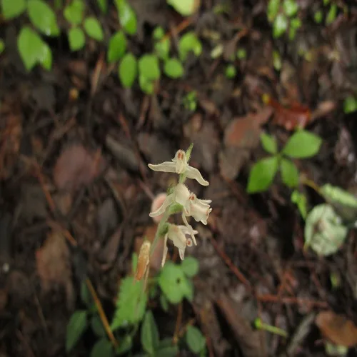 ヒメミヤマウズラの花
