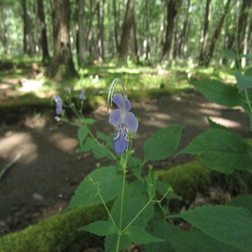 カリガネソウの花