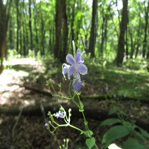 カリガネソウの花