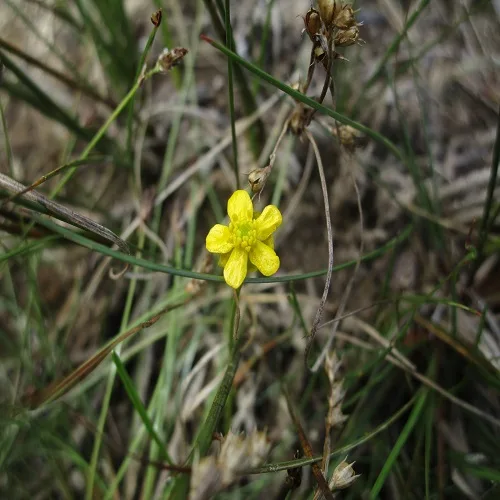イトキンポウゲ