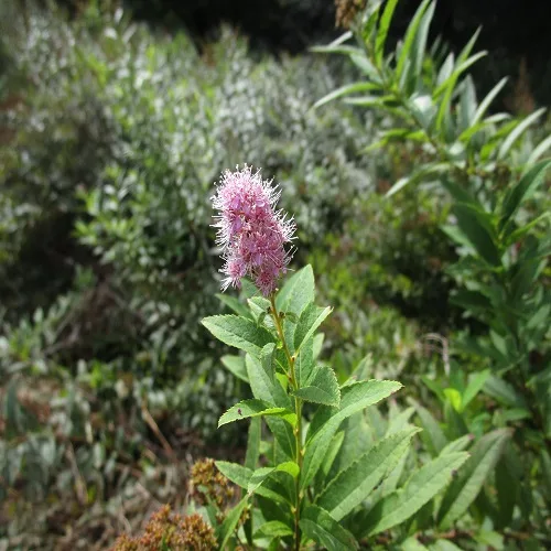 ホザキシモツケの花
