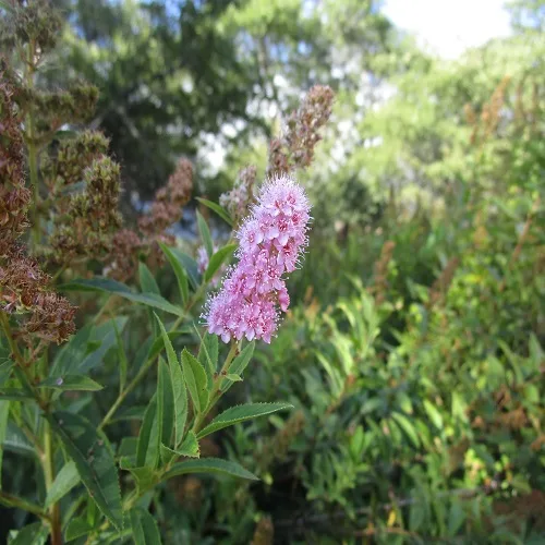 ホザキシモツケ