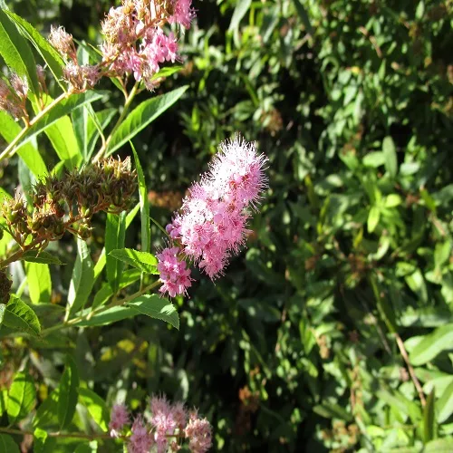 ホザキシモツケの花