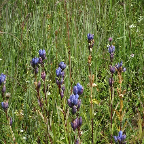 エゾリンドウの花の群落