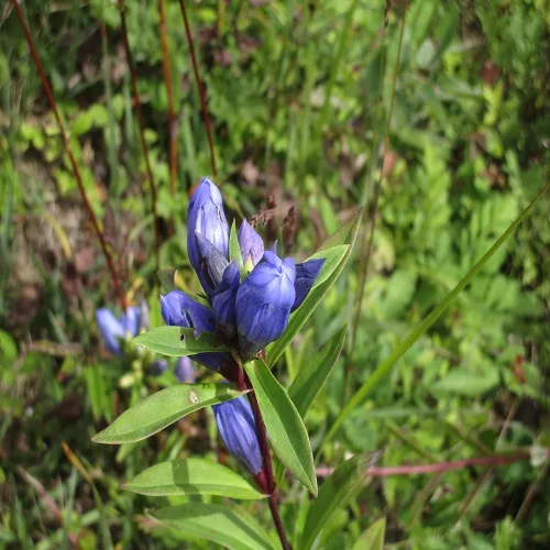 エゾリンドウの花