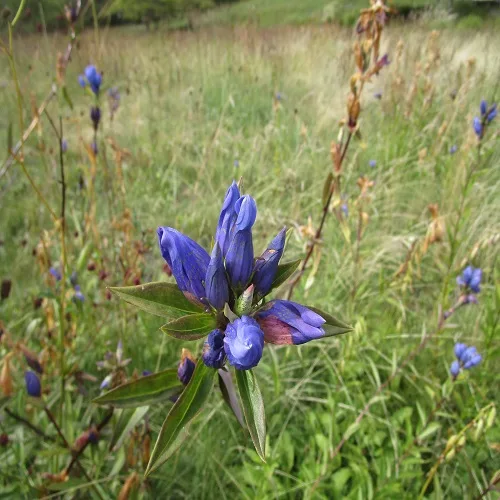 エゾリンドウの花