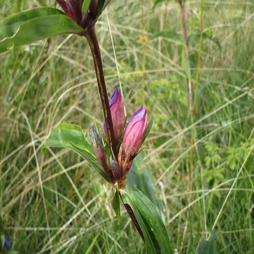 エゾリンドウの葉っぱの根もとの花