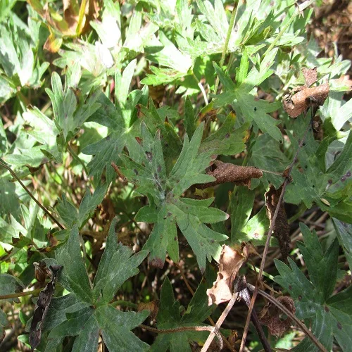 ハクサンフウロの葉