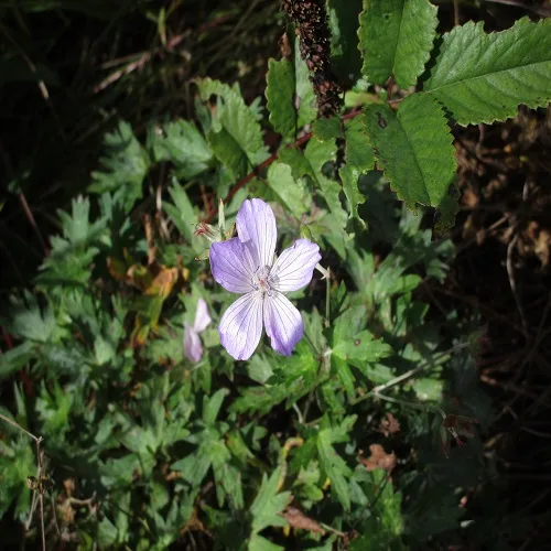 ハクサンフウロの花