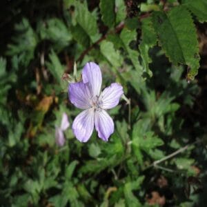 ハクサンフウロの花