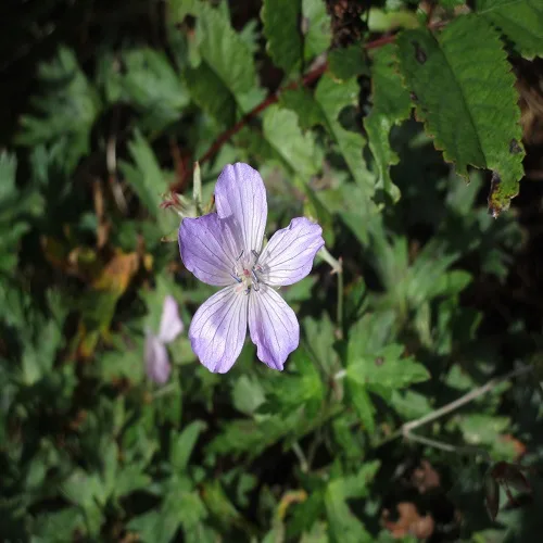 ハクサンフウロ