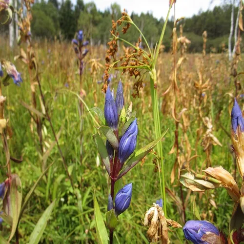 エゾリンドウの花