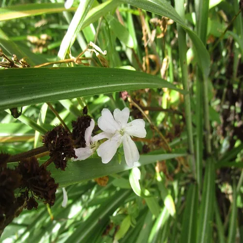 サボンソウの花