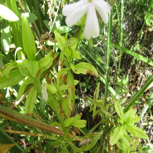 サボンソウの葉