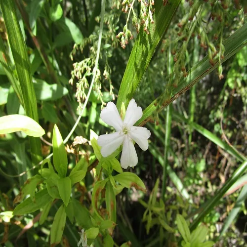 サボンソウの花