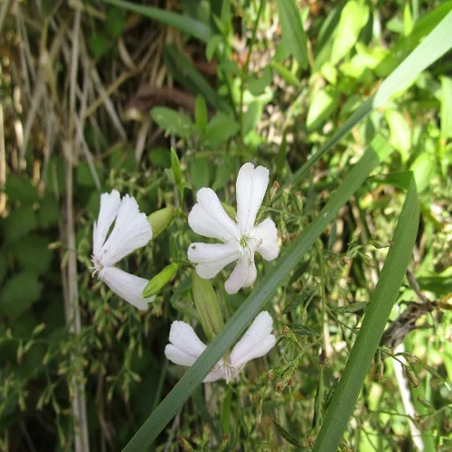 サボンソウの花
