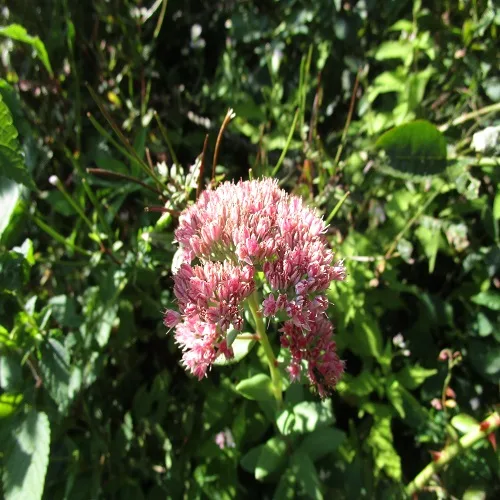ベンケイソウの花