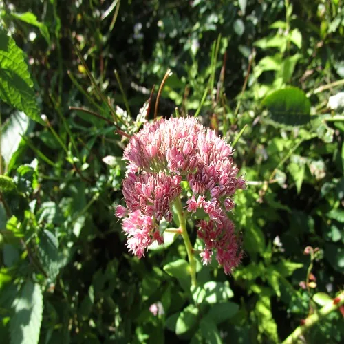 ベンケイソウの花