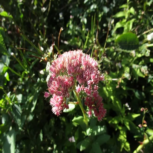 ベンケイソウの花