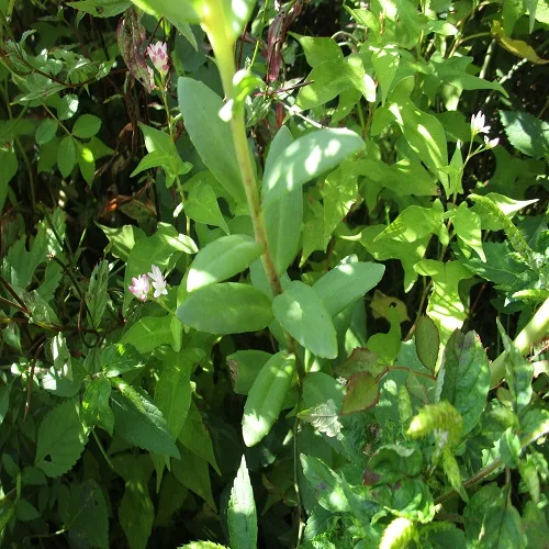 ベンケイソウの葉