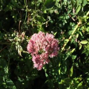 ベンケイソウの花