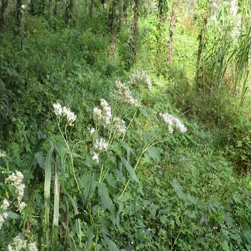 フジバカマの全体像