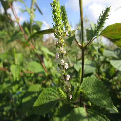レモンエゴマの花