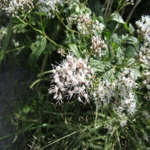 フジバカマの花